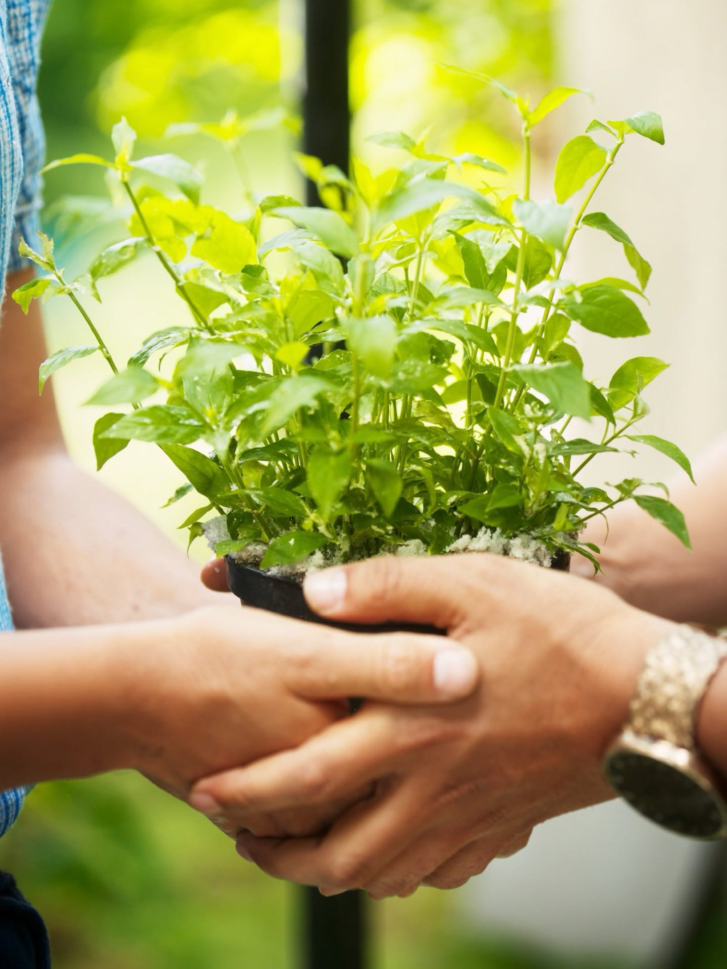 Neighbours together in the community garden
