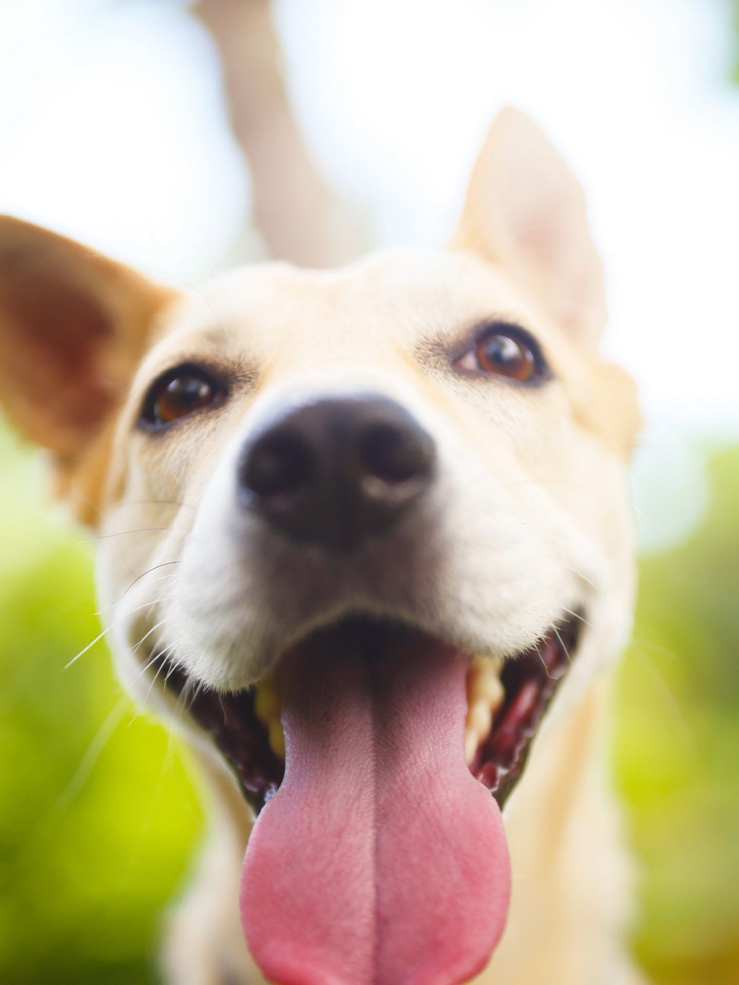 A happy dog with its tongue out, looking at the camera